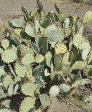 PRICKLY PEAR CACTUS (OPUNTIA SPP.) Scientific Name: Opuntia spp. Perennial, native to the Sonoran Desert.