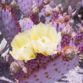 PURPLE PRICKLY PEAR (OPUNTIA SANTA-RITA) Scientific Name: Opuntia santa-rita Cactus native to the Sonoran Desert Pollinated by bees Birds, mammals and insects eat prickly-pear fruits The pads are