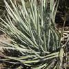 BANANA YUCCA (YUCCA BACCATA) Scientific Name: Yucca baccata Perennial from the Agave Family Native to the