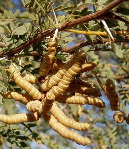 SCREWBEAN MESQUITE (PROSPOIS PUBESCENS) Scientific Name: Prospois pubescens Native tree Native to the Sonoran Desert Is used as food by desert