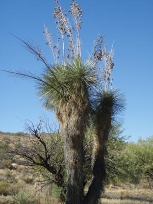 SOAPTREE YUCCA (YUCCA ELATES) Scientific Name: Yucca elates Native succulent, perennial. Native to the Sonoran Desert. Pollinated by moths. The central stalk can grow up to 23ft.