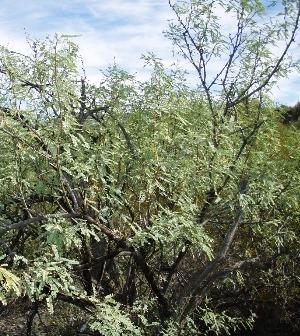 VELVET MESQUITE (PROSOPIS VELUTINA) Scientific Name: Prosopis velutina Native deciduous shrub or tree in the Pea Family (Leguminosae) Pollinated by bees and other insects Provides shelter for many