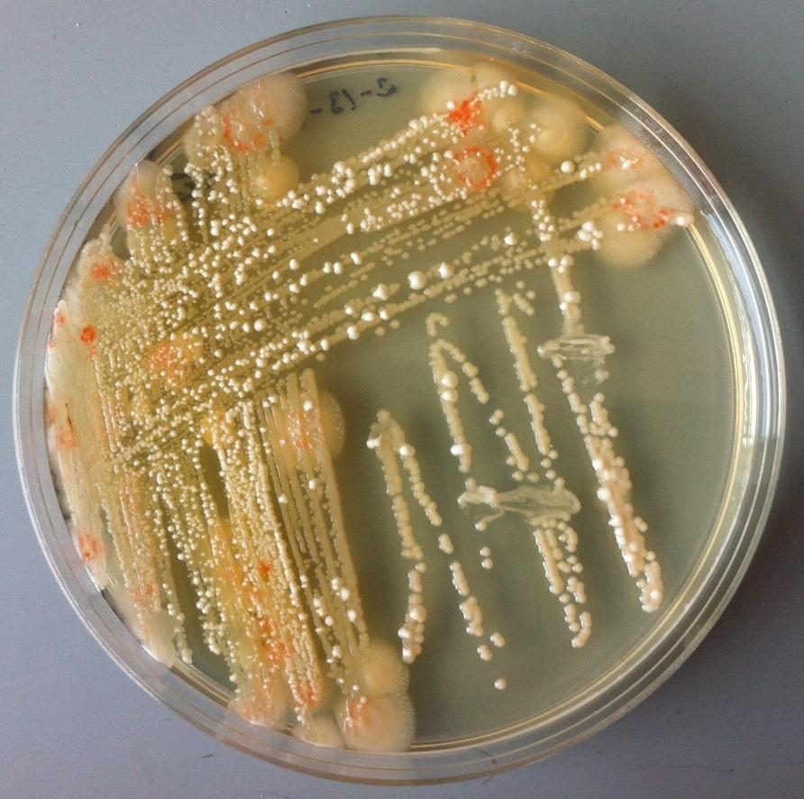Figure 1. Mixed colony growth on MYPG agar aft er st reaking from liquid cult ure. Alcohol tolerance. 100% ethanol was added to MYPG media to make final concentrations of zero- 12%.