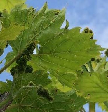 NO. 2 1 Vinews Viticulture Information News, Week of 4 May 2015 Columbia, MO Phomopsis cane and leaf spot Weather forecast outlook for wet conditions and cool night temperatures are ideal for