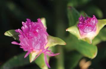 Flowers - pink. Fruit - round, fleshy with jelly like centre. Well drained soil and full to partial sun.