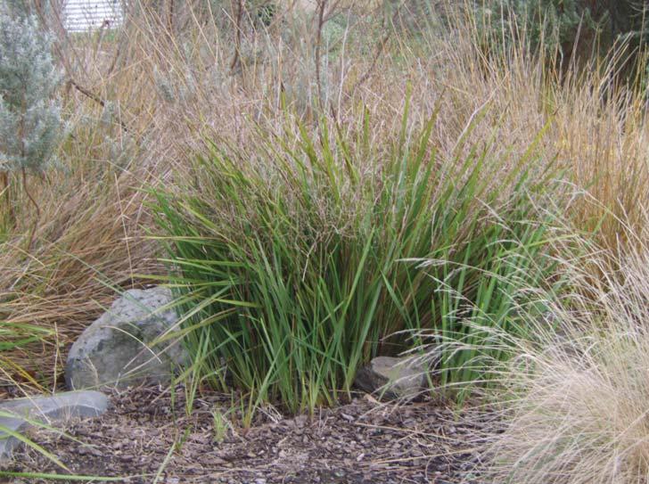 Convolvulus remotus SE Aboriginal Name: Tarook Common Name: Australian bindweed Form & Size: Scrambling type herb. Flowers - pale pink.