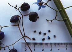Colourful purplish-blue fleshy fruits appear during January and February. Very hardy with a wide moisture, temperature and soil range.