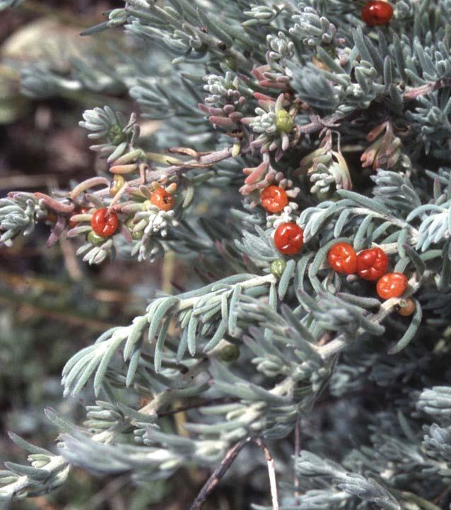 tomentosa SE Aboriginal Name: Paranghuni Common Name: Ruby Saltbush Form & Size: Small shrub to 1m, covered in dense woolly hairs.