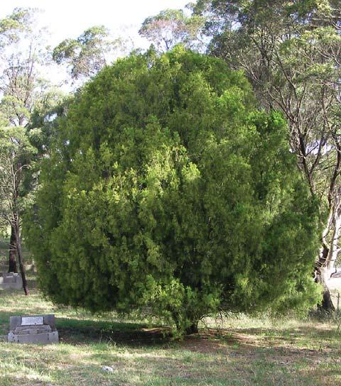 Plant out within 12 months in an area where potential hosts occur, such as Eucalyptus, Myrtaceae, Proteaceae, Leguminosae or