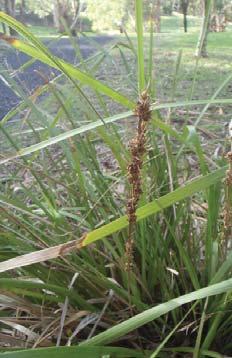 Lomandra longifolia SE Aboriginal Name: Karawun Common Name: Spiny-headed mat-rush Form &