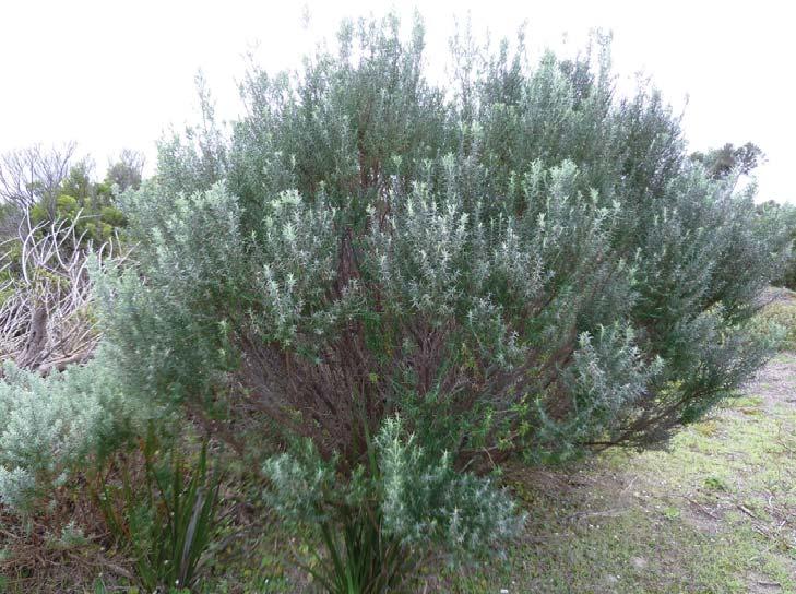 Olearia axillaris Common Name: Coast daisy-bush Form & Size: Medium to tall shrub with many branches, up to 3m. Aromatic foliage.