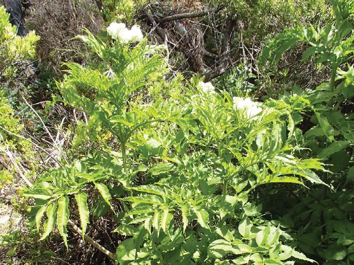 Sambucus gaudichaudiana Common Name: White Elderberry Form & Size: Upright herbaceous perennial sub-shrub with annual stems to