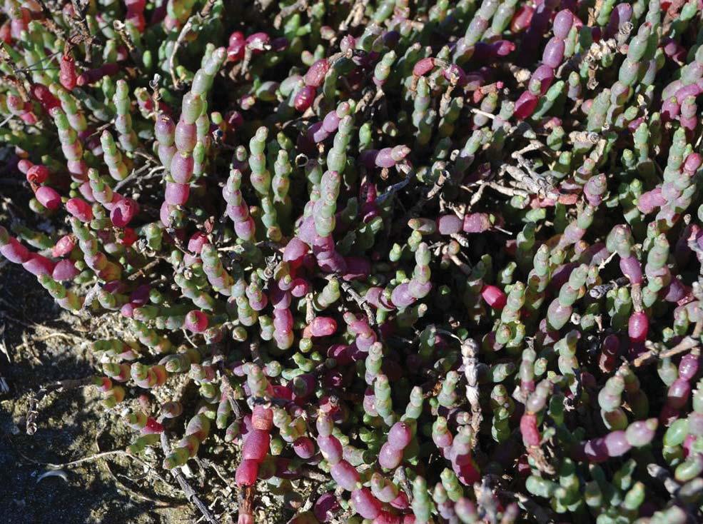 Sarcocornia quinqueflora Common Name: Samphire, Beaded Glasswort Form & Size: Spreading prostrate succulent plant.