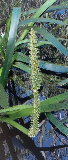 Triglochin procera SE Aboriginal Name: Nereli Common Name: Water ribbons Form & Size: Water plant that has many dark green strap-like leaves which float on the water
