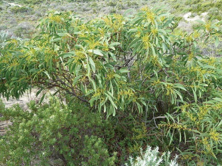 Acacia leiophylla Acacia longifolia var. sophorae Common Name: Limestone Wattle Form & Size: Tall shrub to 4m. Grows mainly in sand or loamy sand. Cultivation: Grow from seed.