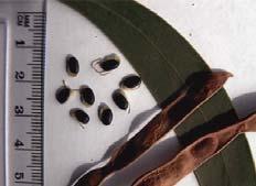 The dried seeds with the black coating were ground up to make a flour-like substance. Flowers July to September. Collect seeds in December to January.