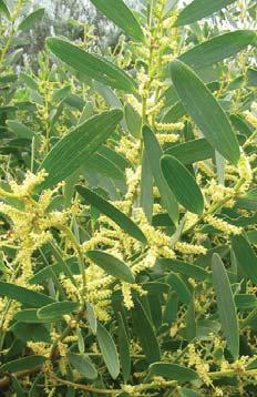 Sieve out clean seed. SE Aboriginal Name: Nal-a-wort, Kabla Common Name: Coast wattle, Coastal wattle Form & Size: Spreading tall shrub to 5m. Foliage resting on the ground.