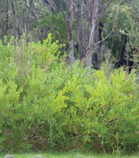 NOTE: Contact DEWNR before attempting to grow or plant this species although this Acacia is indigenous, it can become invasive in areas that are not part of its pre-european distribution.