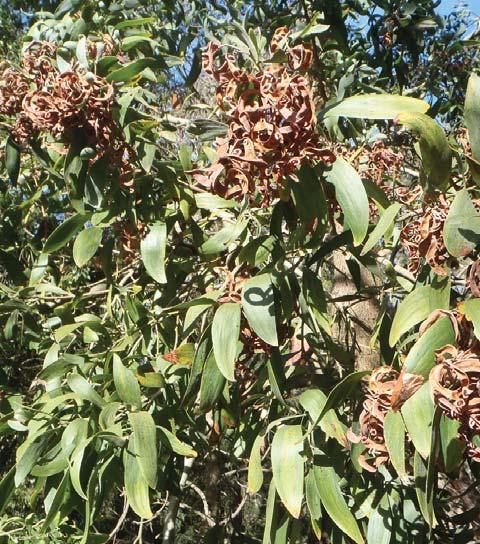 Use & Harvesting: Gum was chewed, used for medicinal purposes and in tools. Fishing line could be made from the inner bark.