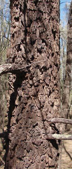 Allocasuarina leuhmannii Common Name: Buloke Form & Size: Tree growing to 7-15m.