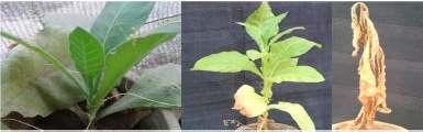 27: Symptoms progress on dodder inoculated tobacco plants Fig.