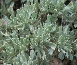 Artemisia filifolia Sand Sagebush Artemisia tridentate Tall Western Sagebrush