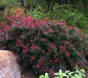 Nugget Golden Nugget Barberry shade tolerant 1-5 Grayish green leaves, with