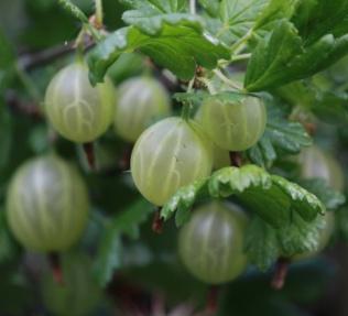 Ribes uva-crispa Pixwell Pixwell Gooseberry Rosa Shrub Shrub Rose 3-4 A