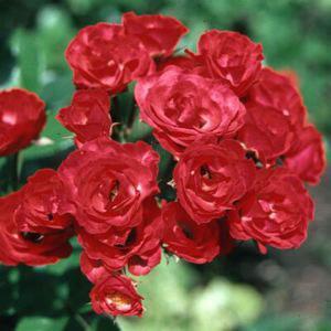 - M 1-6 Shrub roses come in a variety of shapes and sizes.