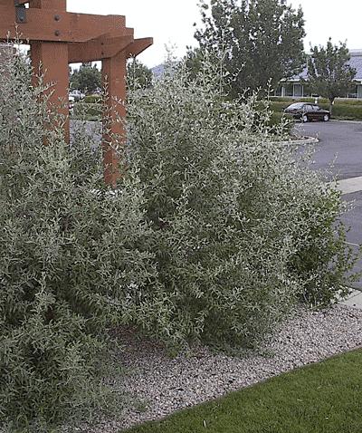 Shepherdia argentiea Buffaloberry 8-15 Dense upright shrub with stiff
