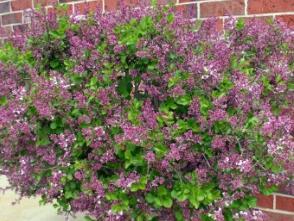 purple lilac to the newest varieties that are repeat bloomers this is