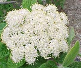 Flat top clusters of white flowers in mid to late spring produce red