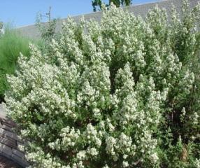 6-15 Native. An open, spreading shrub with ridged branches and grayish green leaves.
