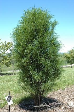 Frangula alnus Fine ine Fine ine Buckthorn -M 5-7 Columnar, Cut leaf variety of buckthorn that is