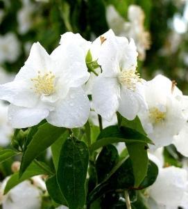 5-7 arge white blossoms with orange blossom fragrance appear in early summer.