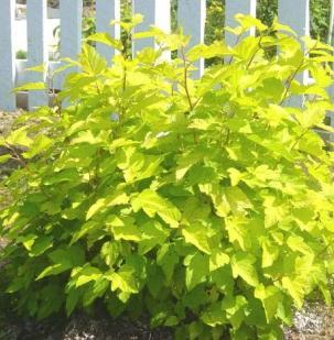 M 3-10 Showy shrub with variations in leaf color from green, to yellow, to