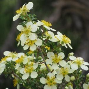 Flowers are generally in shades of yellow or white, with newer varieties