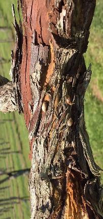 with trunk diseases of grapevine