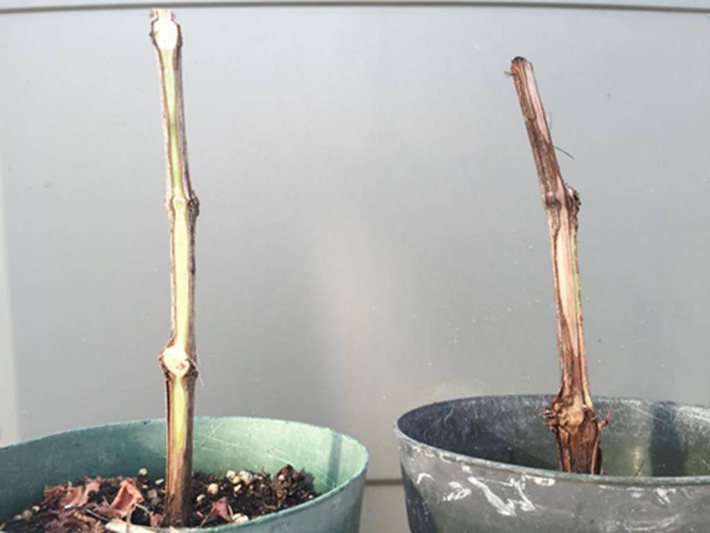 Figure 10 Symptoms of vascular streaking (right) on Blanc du Bois 6 weeks after being inoculated with