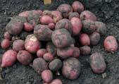 Baking Potatoes Typically drier, mealy texture Exterior is