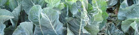 ~3 feet Self blanching Cauliflower plant Shallow <1/2 inch Rich, loam soils 4 6