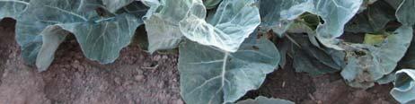 transplants can take small amount of frost; mature cabbage can take 4 5 C ROOT