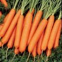 = sweet carrot Stores poorly; eaten fresh Imperator Long, tapering root Late