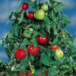 Tomato Botany Several botanical varieties: lycopersicum garden tomato grandifolium