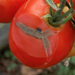 Tomato Disease problems Fungal Late blight Early blight