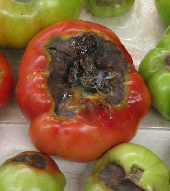 Tomato Physiological problems
