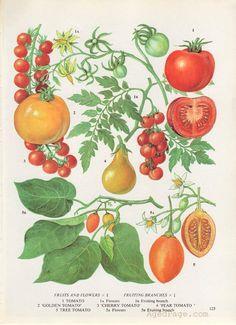 Tomato Taxonomy Dicotyledon Family: Solanaceae Genus & species: Solanum lycopersicum L.