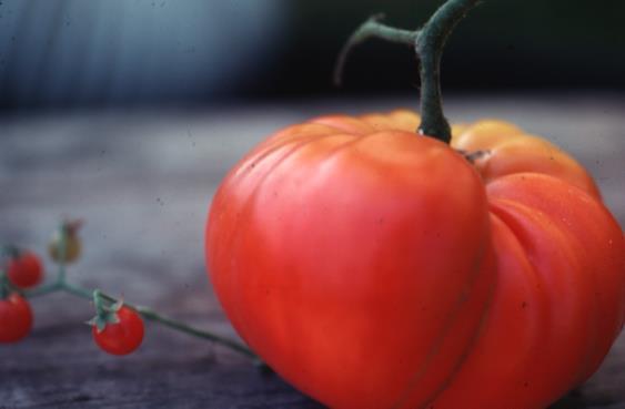 Cultivated tomato and its wild