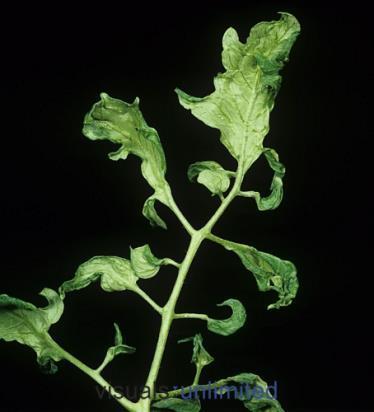 Tomato World Production and Use Tropical production is limited by four major disease problems: Bacterial Viral bacterial wilt (no