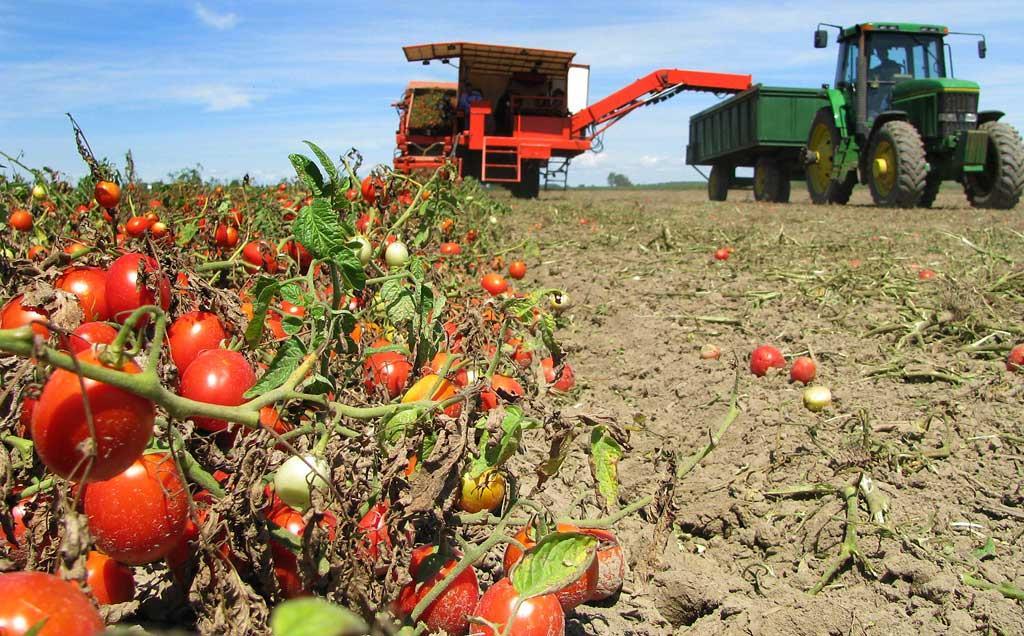 Processing Tomato Production systems Modern intensive production in North America, Australia,